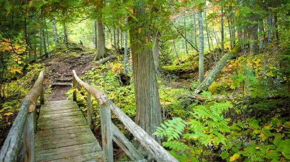 Wood bridge forest trail