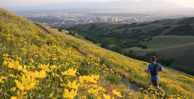 Field of yellow flowers with Salt Lake City in the background and a man is running along a trail