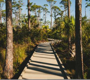 A beautiful nature trail through winding pines.