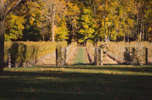 Vineyard