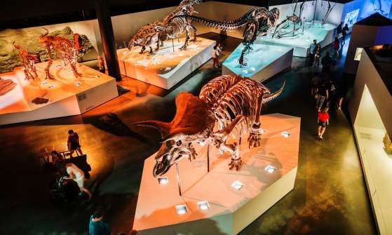 Dinosaur Exhibit at The Museum of Natural Science In Houston, TX