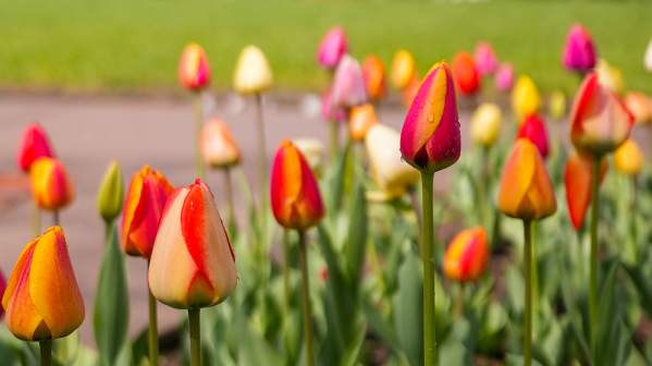 Springtime