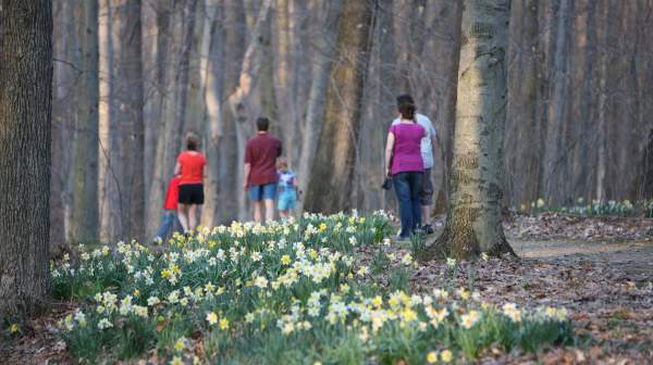 Daffodil Trail Furance Run Metro Parks