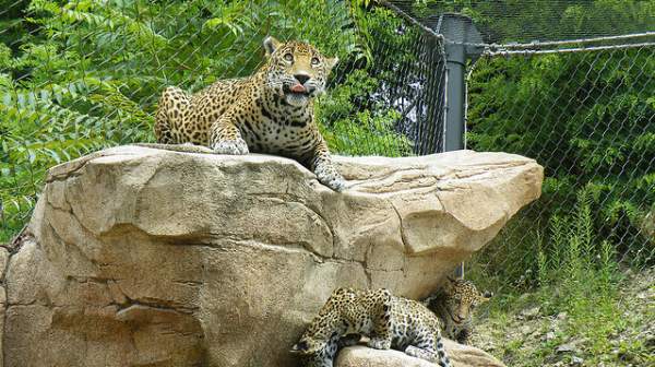 Cheetah at Akron Zoo
