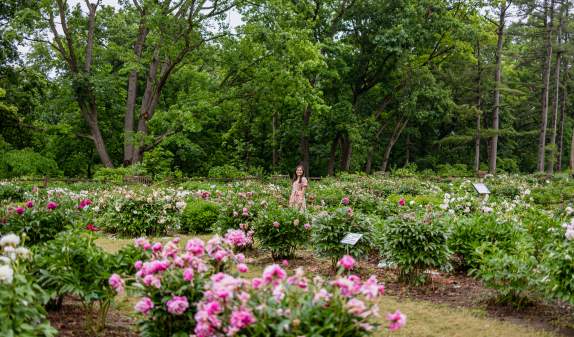 Rachel Kawate at Peony Garden, Nichols Arboretun