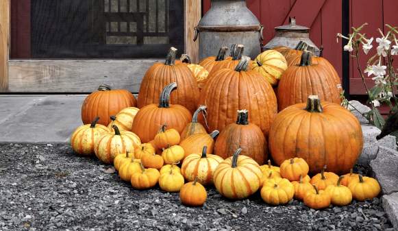 Pumpkins at Kelly Way Gardens