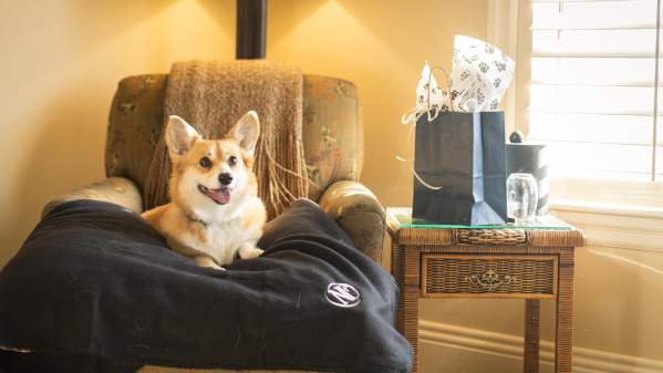 Dog sitting in a chair in a hotel room