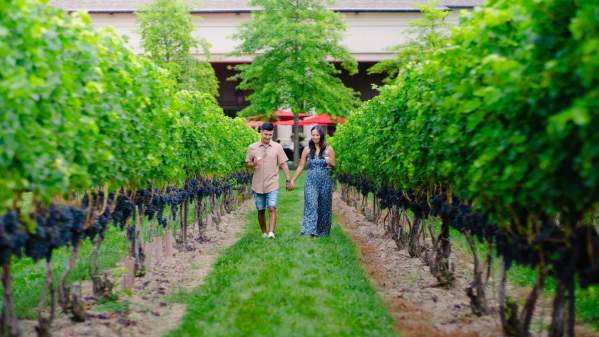 Couple walking in a vineyard