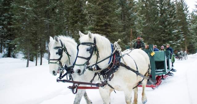 A sleigh ride drives through the woods of Big Sky on a wintery day.