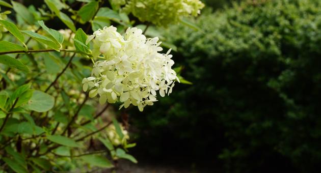 Hydrangeas bloom on a bush near the cross country trail at Veterans Park.
