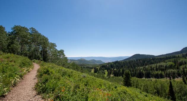 Hiking trail with flowers and scenic mountain view