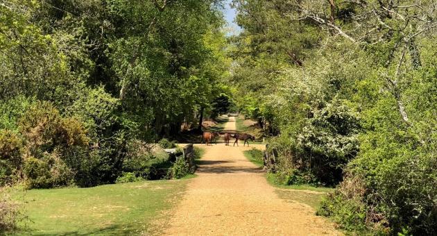 Gravel pathway and ponies at Anderwood Walk in the New Forest