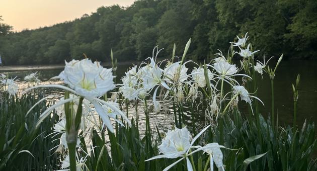 The Cahaba Lily is a rare flower that only blooms in early summer in Alabama. These lilies bloom at Cahaba River Park in Shelby County.