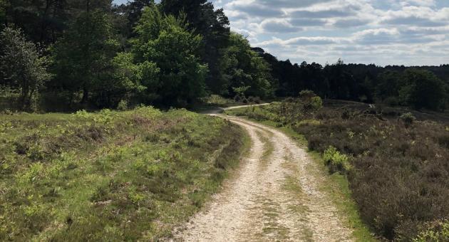 Pathway at Andrews Mare near Stoney Cross in the New Forest