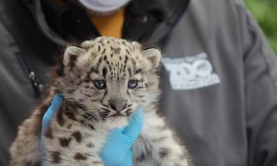 a masked zoo keeper holding a leopard cub