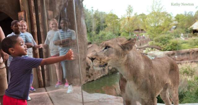 Cincinnati Zoo & Botanical Garden (photo: Kathy Newton)