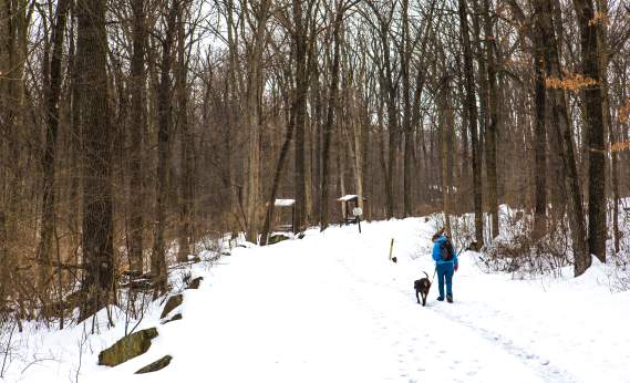 A person and their dog walking along a snowy trail through the winter forest