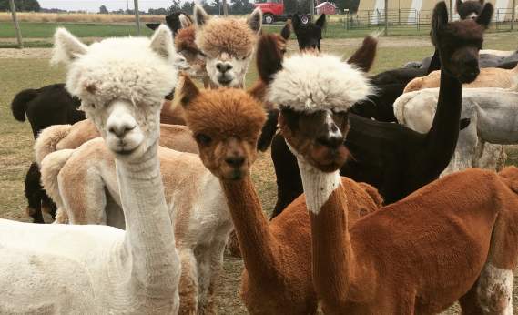 A small herd of inquisitive alpacas