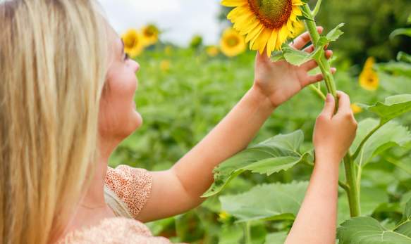 A woman with long hair looking at a large sunflower in a sunflower field