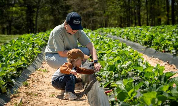 Cherry Place Farm - Strawberry Picking 2024