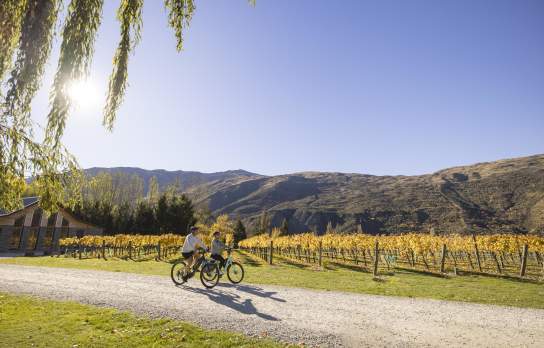 A man and woman biking in Kinross Winery, Gibbston with vines and mountains in the background