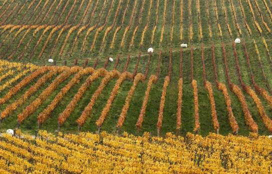 Rows of grapevines in stunning autumn colours, ranging from golden yellow to deep orange, stretch across a rolling vineyard landscape, with white bale wraps scattered among the greenery.