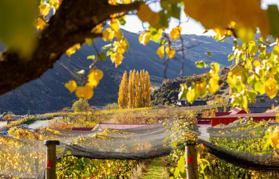 Gibbston Valley Vines in Autumn