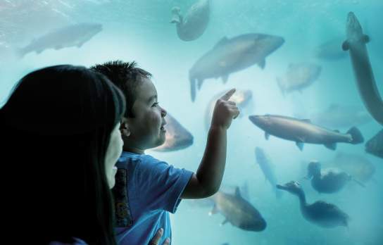 Mum and son looking at ducks, fish and eels in an underwater observatory