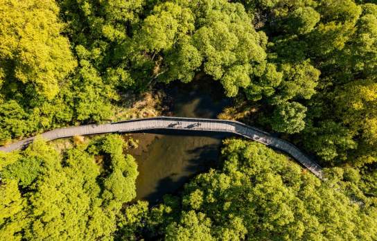 Overhead view of bikers riding along boardwalk through green trees