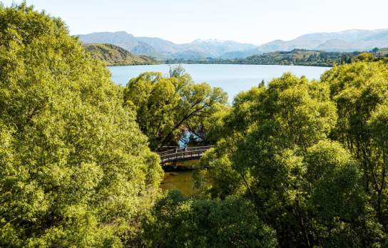 People walking the Lake Hayes loop track surorunded by trees with a view of lake and mountains in the background