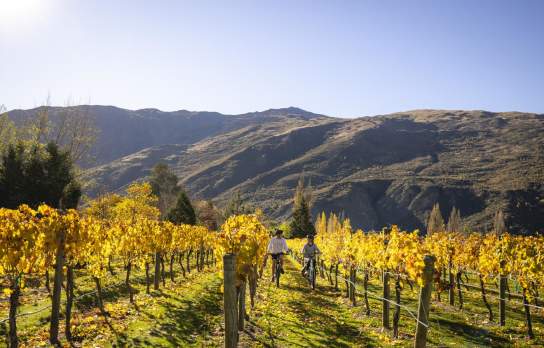A couple bike through the vines in Gibbston on an autumn day
