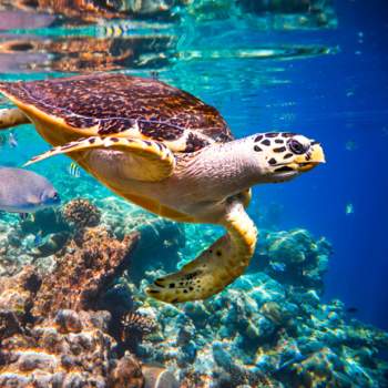 Sea turtle in Los cabo