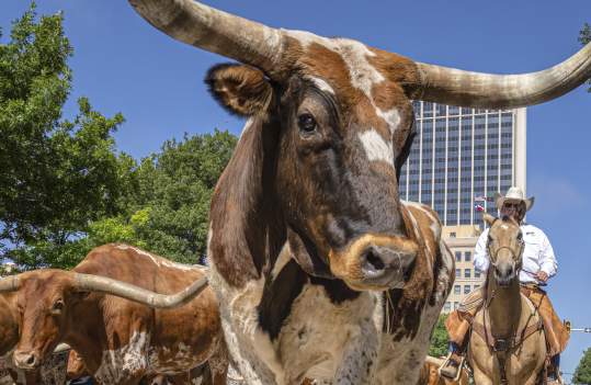 Longhorn in the middle of downtown Amarillo