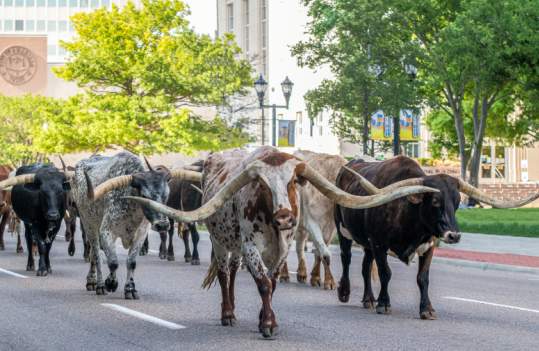 Longhorns in Downtown Amarillo during the Amarillo Cattle Drive