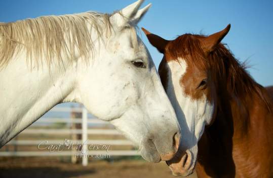 white and brown quarter horses touching noses