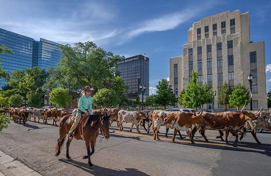 women leading a heard of longhorns on horseback through downtown amarillo
