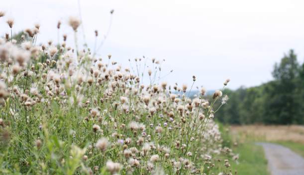 Vincent DiFilippo Nature Preserve-1-7:5