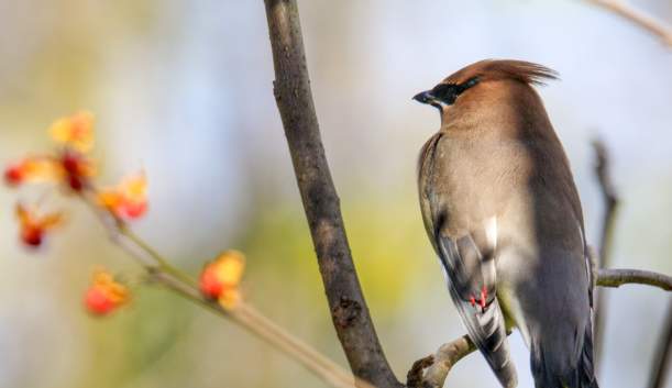 Bird on branch
