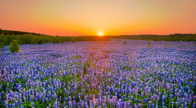 Field of Bluebonnet flowers with sunset in the background at Muleshoe Bend