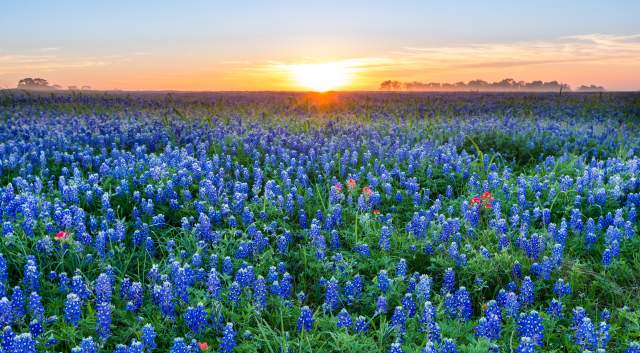 Sunrise over a field of bluebonnet flowers near austin texas