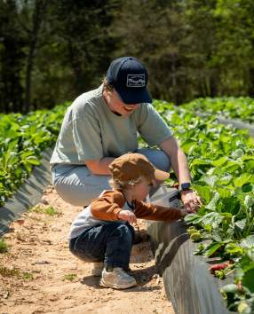 Cherry Place Farm - Strawberry Picking 2024