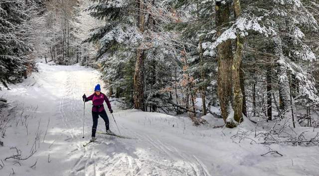 cross country skier, nordic skier, in the winter forest