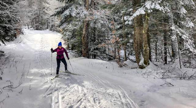 cross country skier, nordic skier, in the winter forest