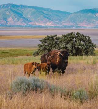 A buffalo and twin calves with the colorful waters of the great Salt Lake and the mountains behind them