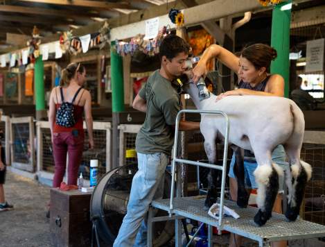 Page Valley Agricultural and Industrial Fair: Livestock Fair