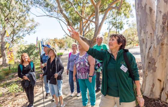 Group on a guided walking through Kings Park
