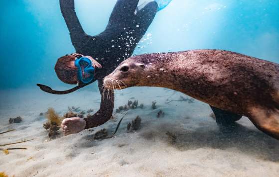 Man snorkels with a sealion in Rockingham