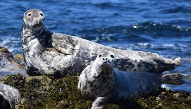 seals on rock