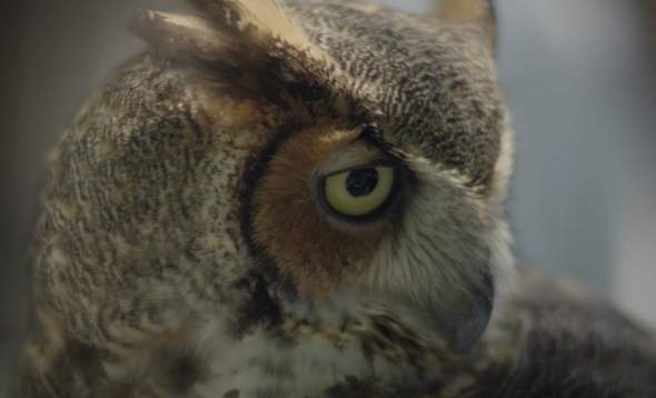 Photo of owl "Bella" at Peace River Wildlife Center