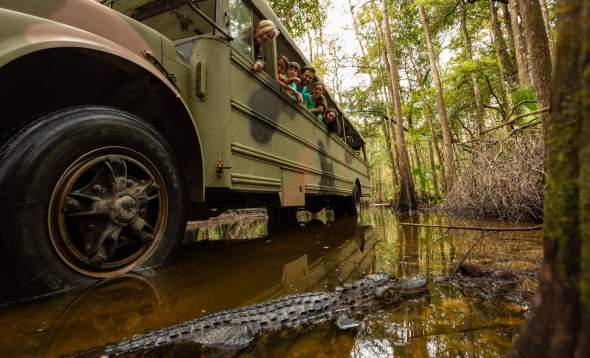 Babcock Ranch Eco Tour Bus in swamp with family looking at alligator next to the front tire